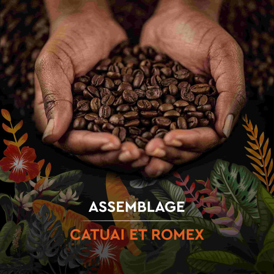 Café en Grains Carte Noire Secrets de Nature Catuai Romex - 3 paquets - 3 Kg