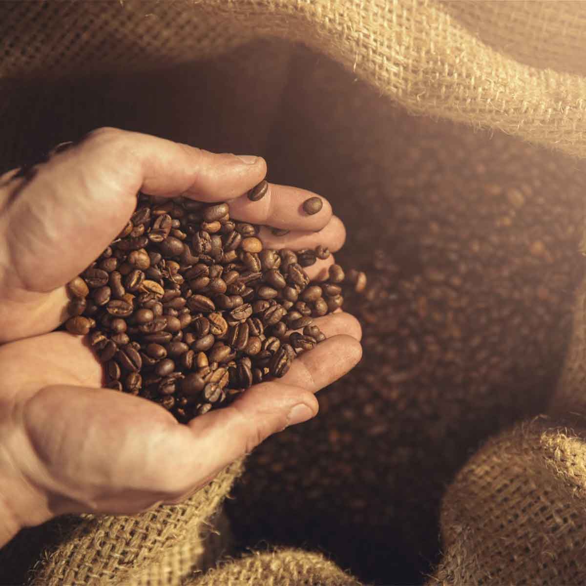 torréfaction grains de café